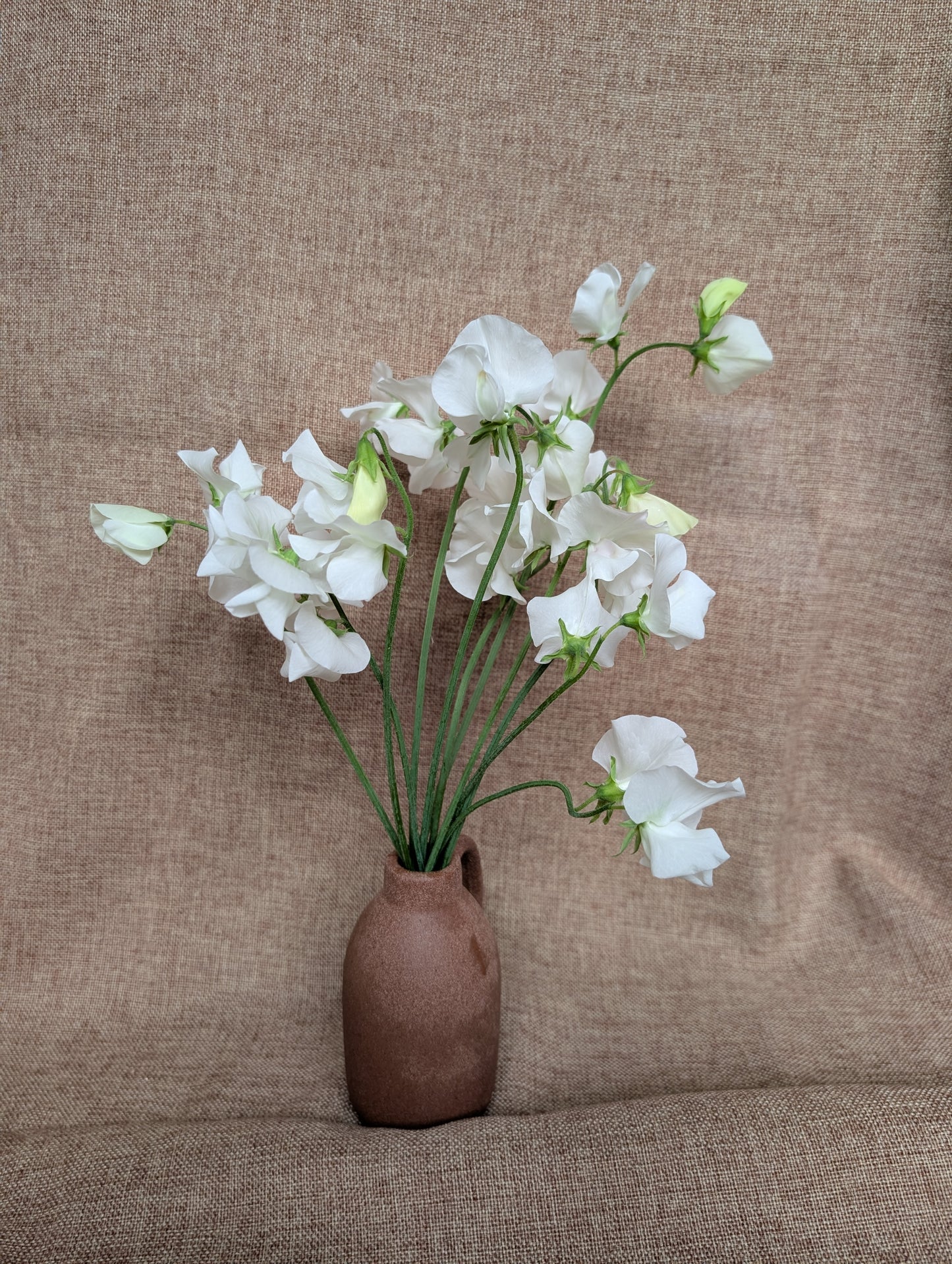 Sweet pea bunch - white variety with great scent