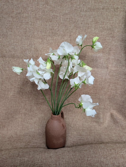 Sweet pea bunch - white variety with great scent