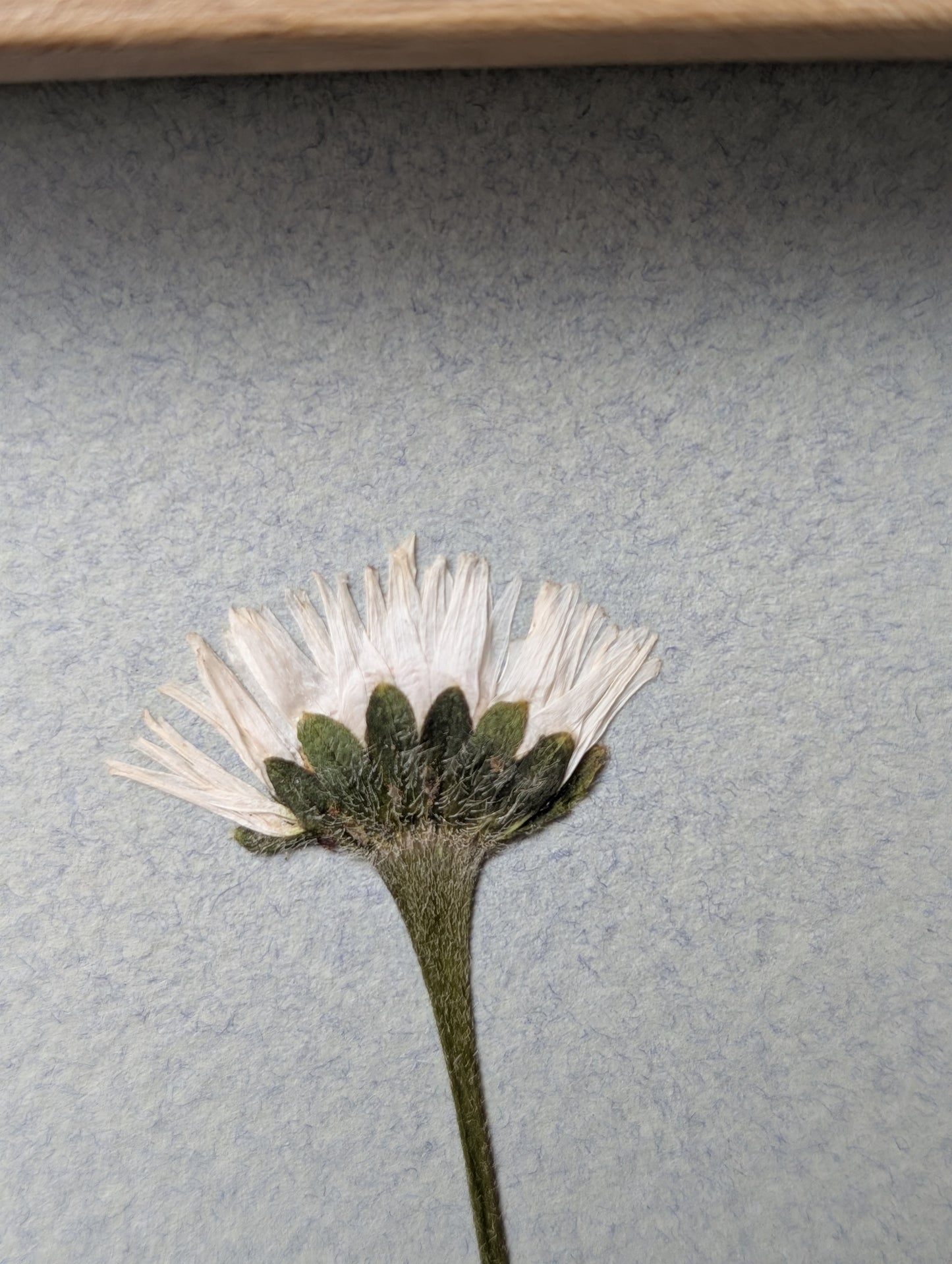 Framed Pressed Flowers: Spring Meadow