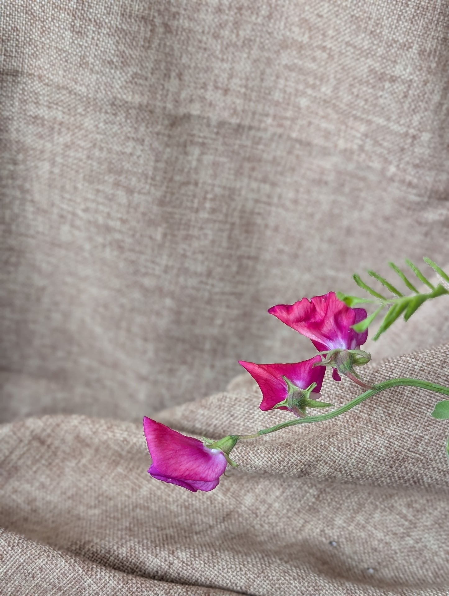 Poppy with sweet pea bunch (free top up to last at least a week)