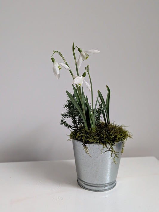 Snowdrop with moss