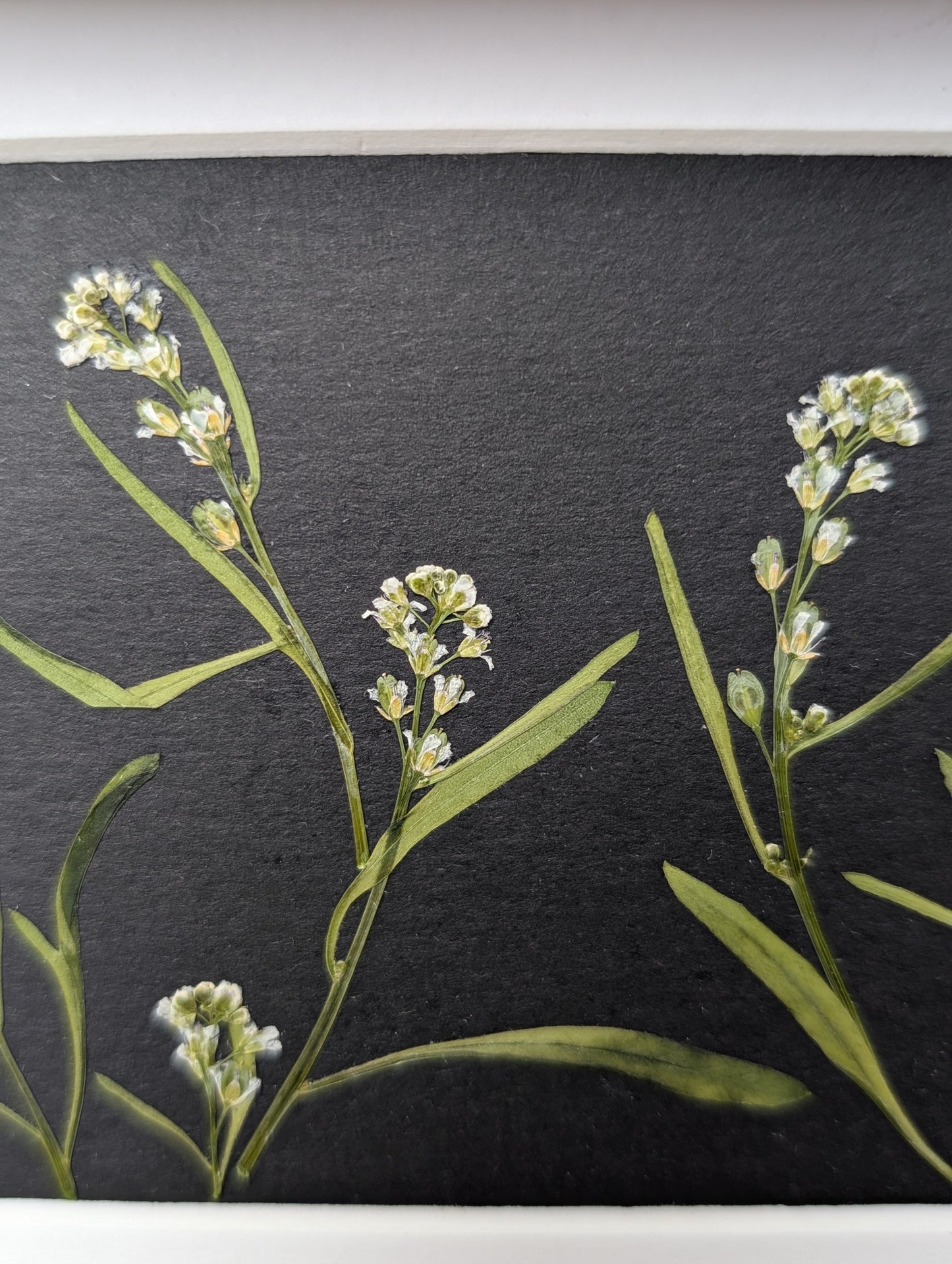 Framed Pressed Flowers: Cress Meadow