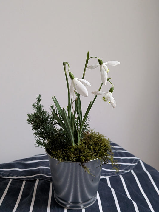 Snowdrop with moss