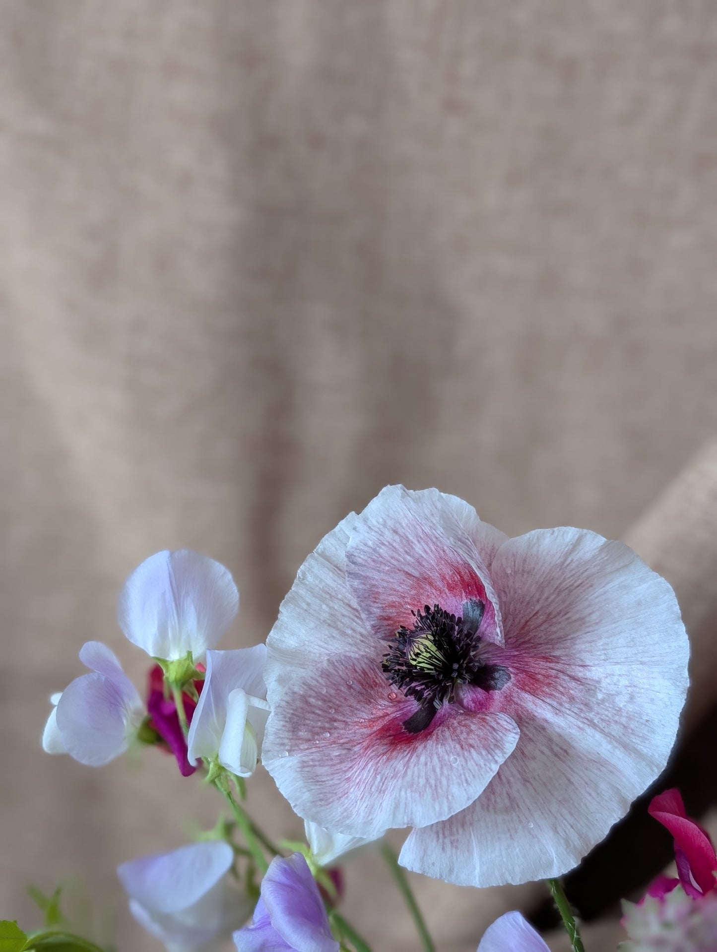 Poppy with sweet pea bunch (free top up to last at least a week)