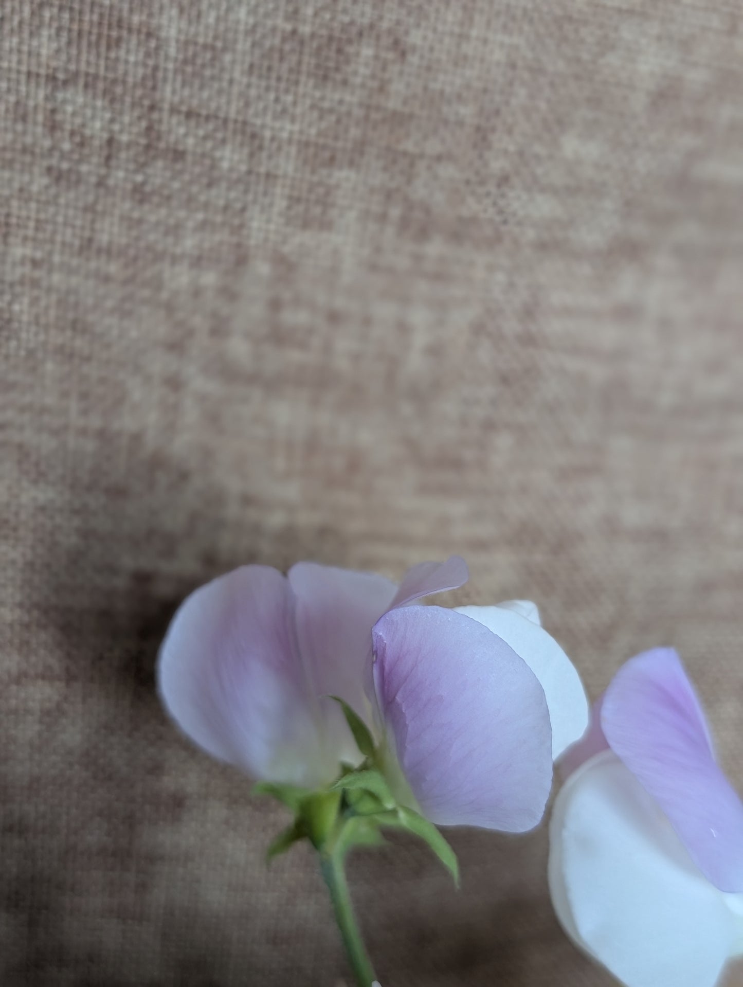 Ranunculus and sweet pea bunch - pastel