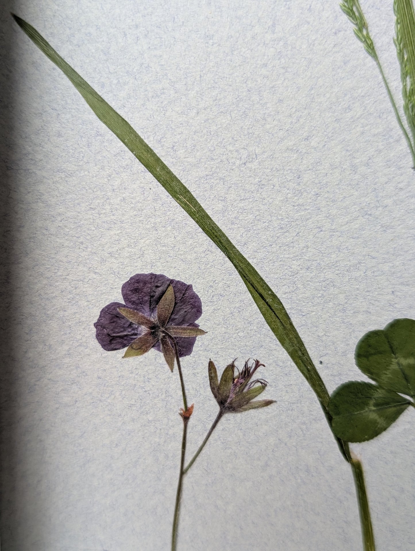 Framed Pressed Flowers: Spring Meadow