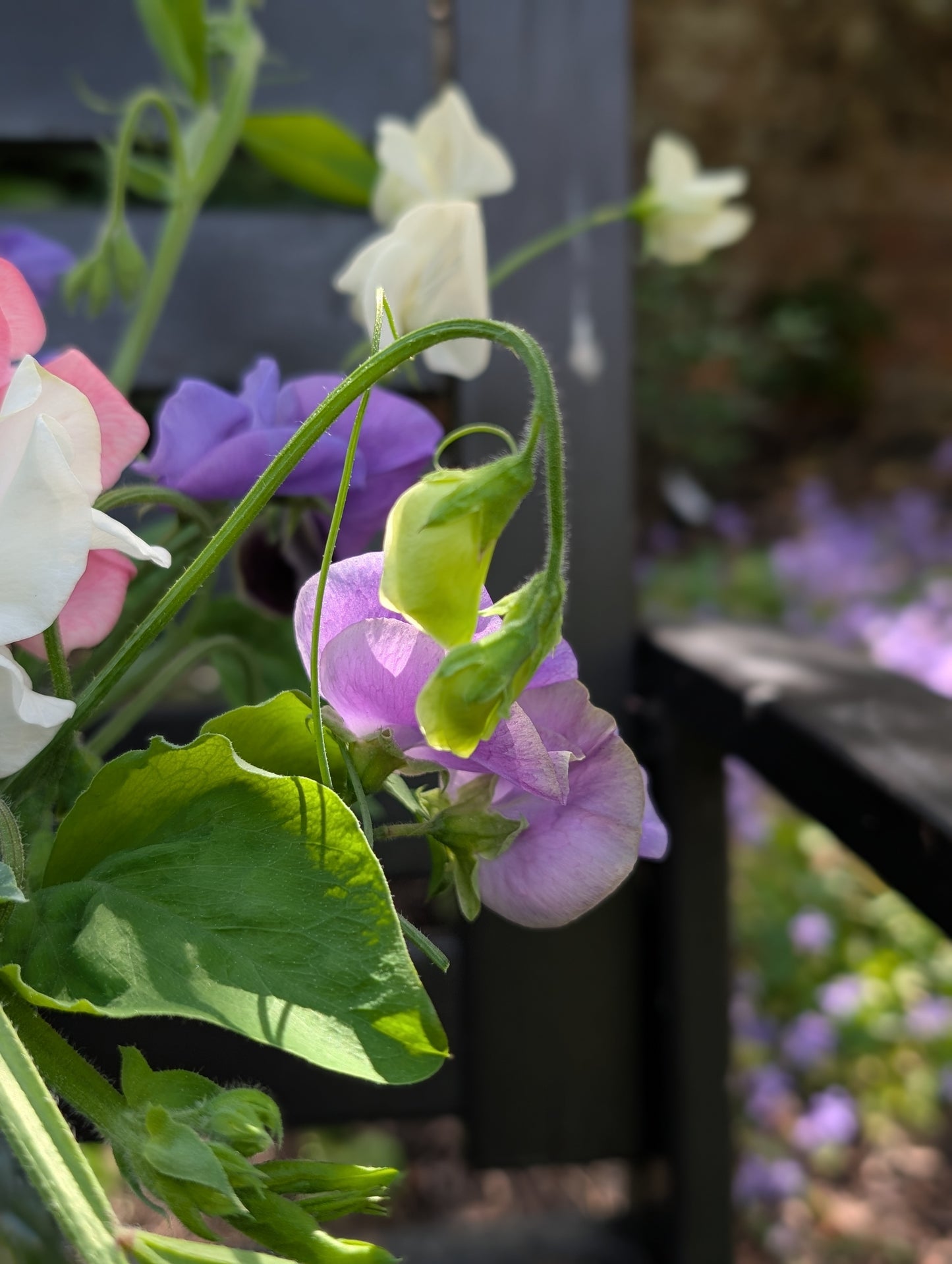 Sweet pea subscription