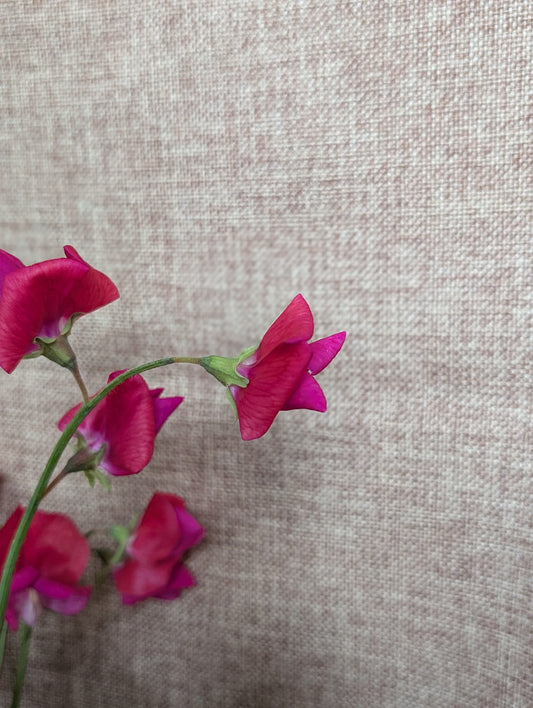 Sweet pea bunch in scarlet colour