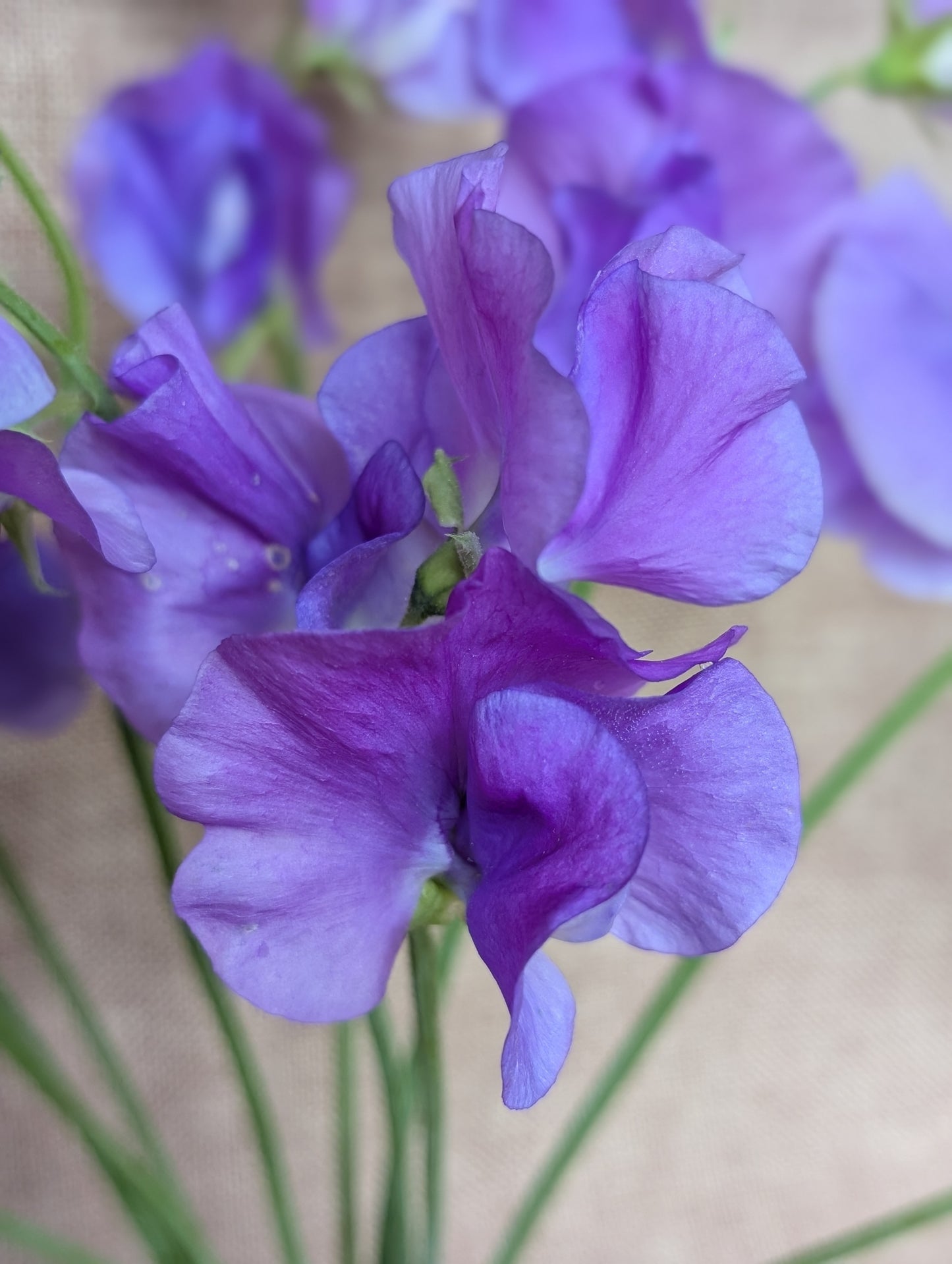 Sweet pea bunch - purplish blue variety 'Blue Velvet'