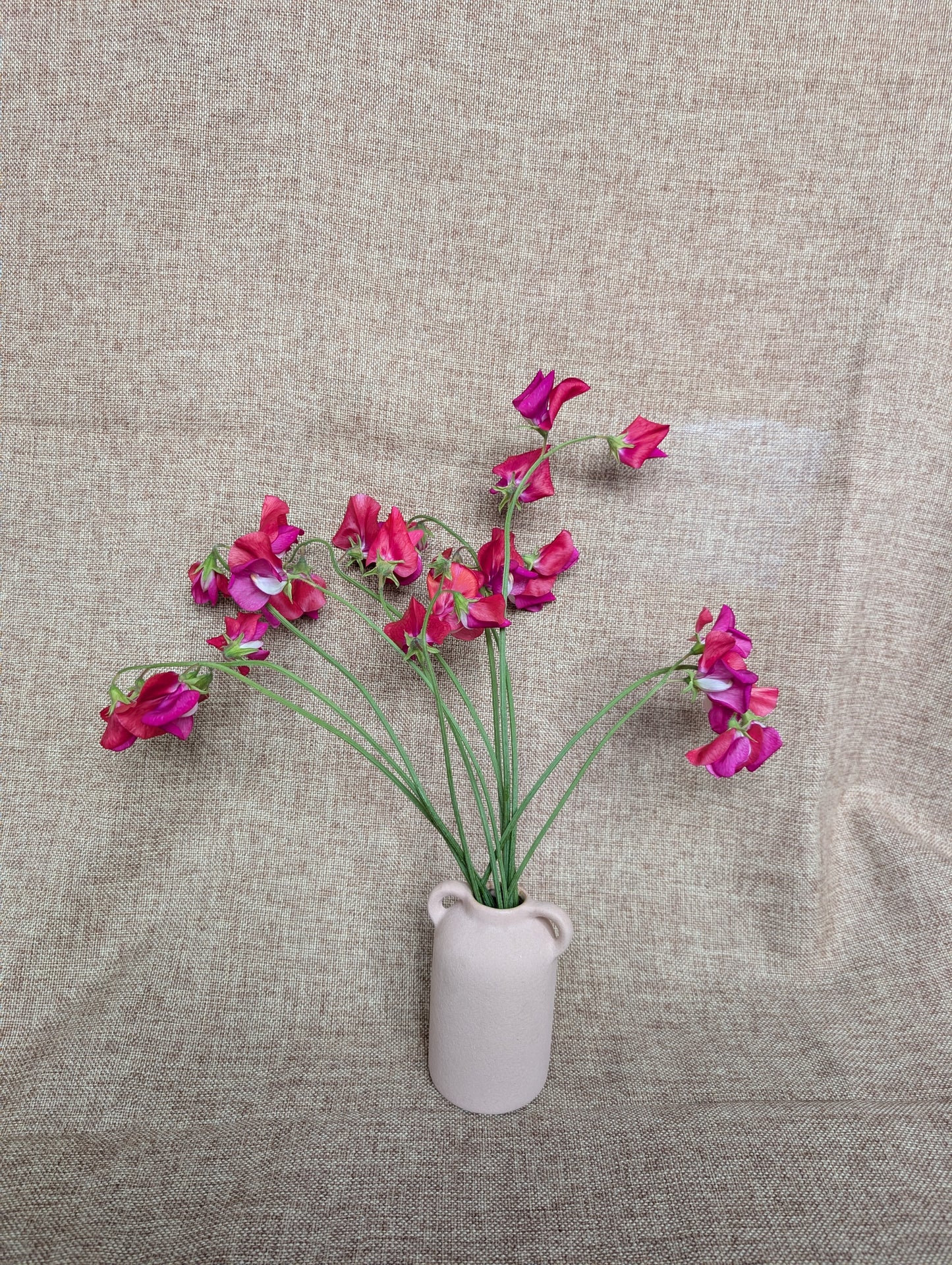 Sweet pea bunch in scarlet colour