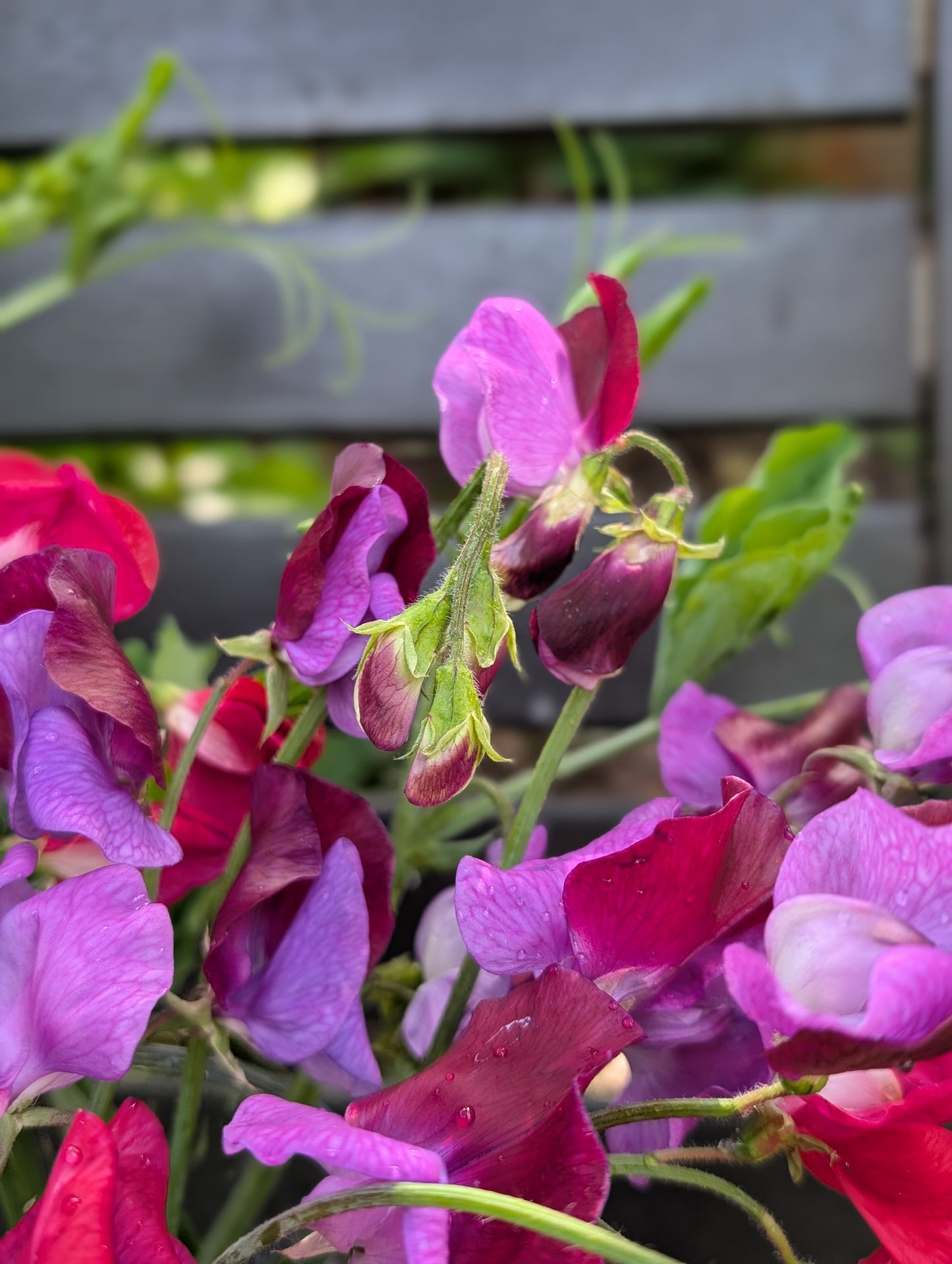 Sweet pea subscription